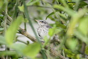 Baby Mockingbird 