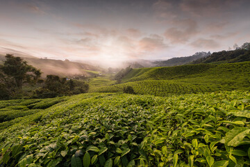 Tea plantation plant Malaysia