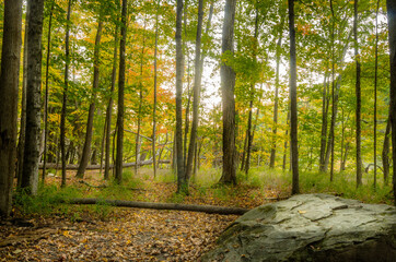 Forest with the Ground Covered in Fallen Leaves in Autumn