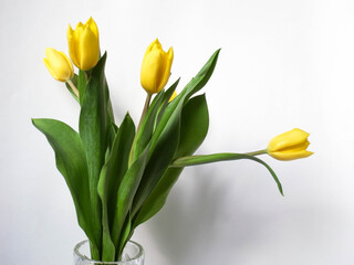 A bouquet of yellow tulips. Five yellow tulips are placed in a vase and tied with a yellow ribbon. White background, natural light.
