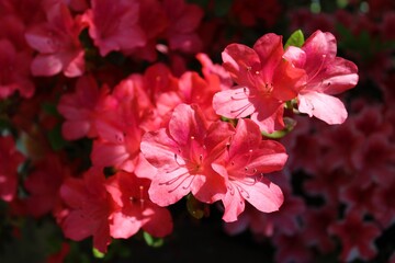 Bright orange colored azaleas in full bloom