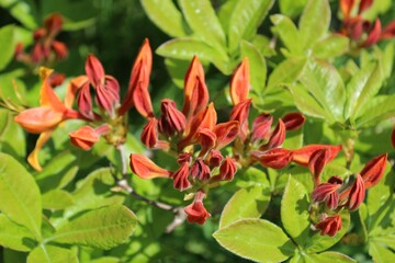 The orange azalea buds look like a claw