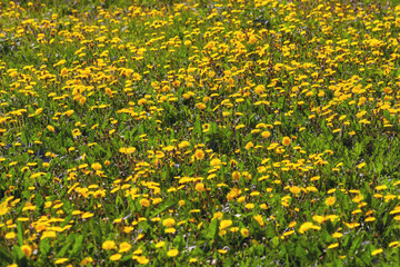 Fototapeta premium Spring field with dandelions on bright sunny day