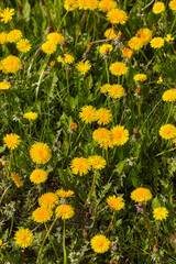 Spring field with dandelions on bright sunny day
