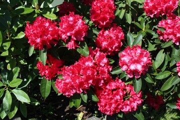 Red rhododendron flowers bloom in the spring sunshine