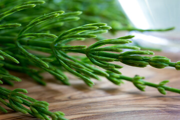 Fresh horsetail twigs on a wooden background