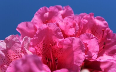 Bright pink rhododendron flowers with blue sky