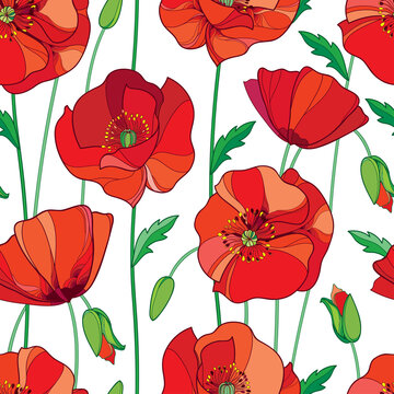 Vector seamless pattern with outline red Poppy flower, bud and green leaves on the white background. Elegance floral background with ornate poppies in contour style for summer design.