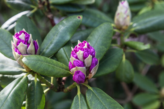 Rododendron
