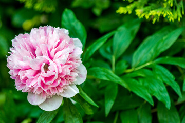 single pink peony flower in full bloom