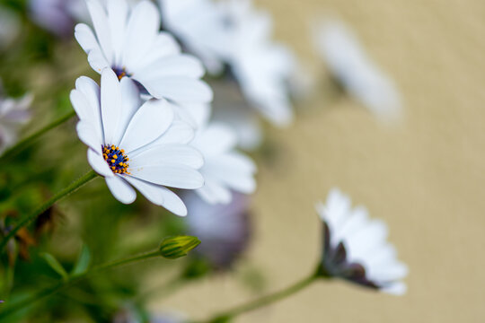 shallow focus of white daisies