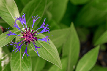 single centaurea cornflower in full bloom