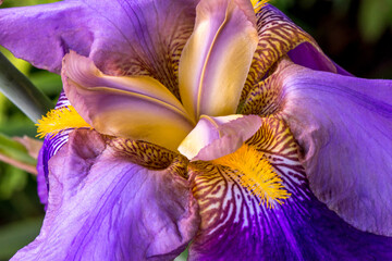 closeup of purple and yellow iris flower in full bloom