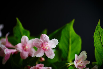 Beautiful pink flowers Weigela