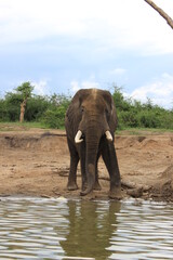 Fototapeta na wymiar Queen Elizabeth II National Park Uganda