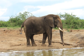Queen Elizabeth II National Park Uganda