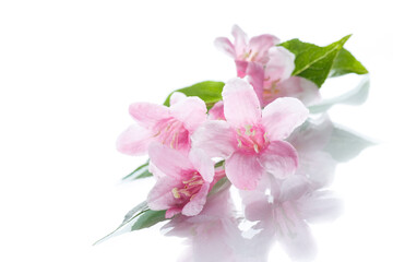 Obraz premium Beautiful flowers Weigela