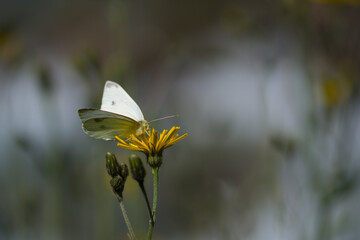 papillon