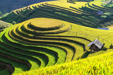 Reisfelder auf terrassierten Mu Cang Chai, YenBai, Vietnam. Reisfelder bereiten die Ernte im Nordwesten Vietnams vor