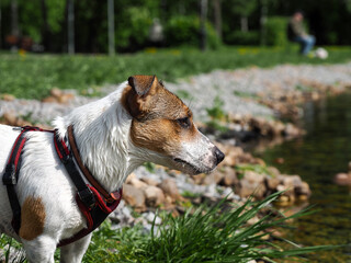 Portrait of a dog sport harness. Jack Russell Terrier