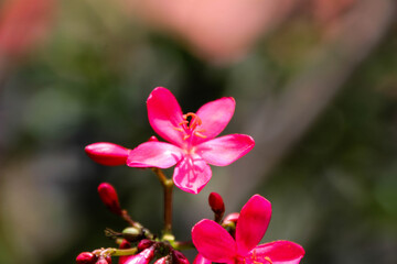 Obraz premium Bright red flowers under the hot sun.