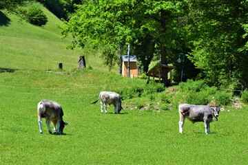 Kühle auf Wiese