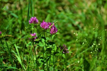 Blumen auf Wiese