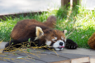 レッサーパンダ