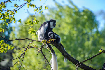 Colobus Monkey (Colobus angolensis)