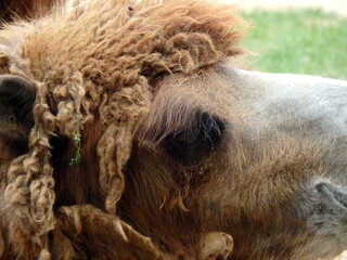 Double hump camel,(Camelus bactrianus)