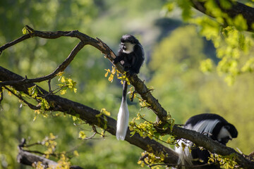 Colobus Monkey (Colobus angolensis)