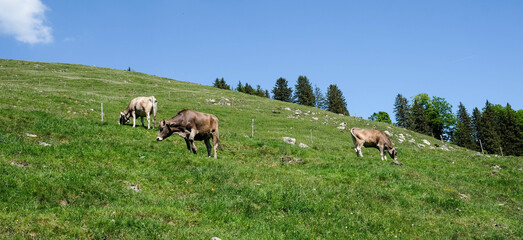 Naklejka premium Berge und Hochalpines Gelände