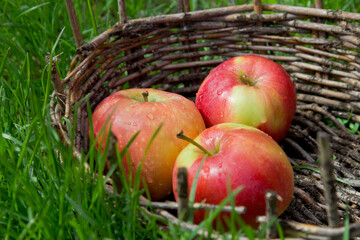 Three wet apples in an old basket. Green grass around.