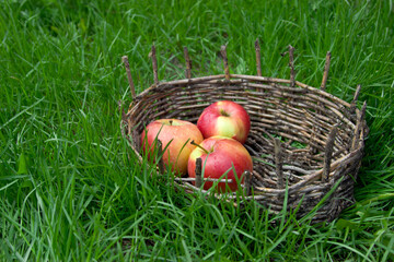 Three wet apples in an old basket. Green grass around.