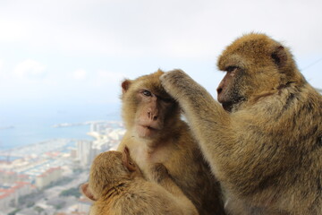 Gibraltar monkeys