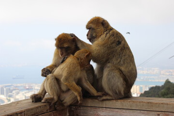 Gibraltar monkeys