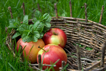 Three wet apples and twigs of lemon balm in an old basket. Green grass around.