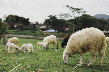 flock of sheep in a field.