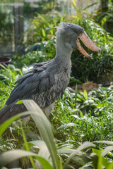 Balaeniceps rex African rare bird