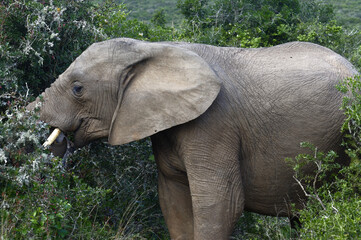 Fototapeta premium African Bush Elephant, Addo Elephant National Park