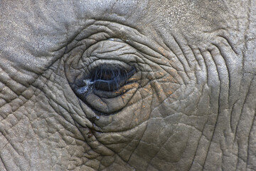 Eye of an African Bush Elephant, Addo Elephant National Park