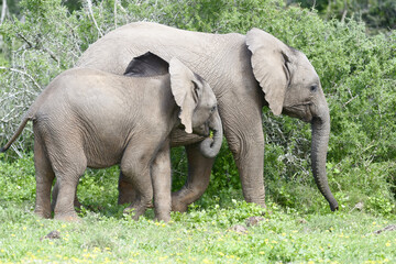 African Bush Elephant, Addo Elephant National Park
