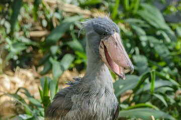 Balaeniceps rex African rare bird