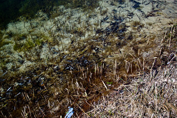 The bottom of the lake, the swamp. Water, natural background.