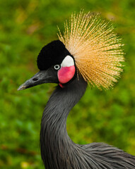  Portrait of crowned crane