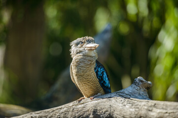Blue winged kookaburra portrait