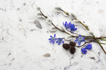Spring blue wild flowers Scilla, willow and adler branches on Delta White quartz counter - obrazy, fototapety, plakaty