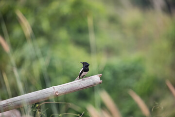 Oriental magpie-robin on bamboo at Lakeside ,KamphaengPhet Thailand.
