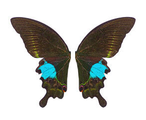 wing of butterfly isolated on white background