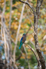 Indian roller on the branch of tree,Historic Park KamphaengPhet